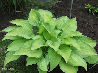 Collection de hostas Paul%27s+glory