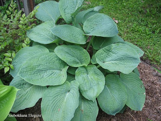 Collection de hostas Sieboldiana+Elegans