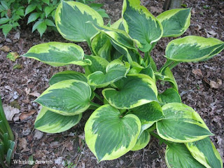 Collection de hostas Whirling+derwish