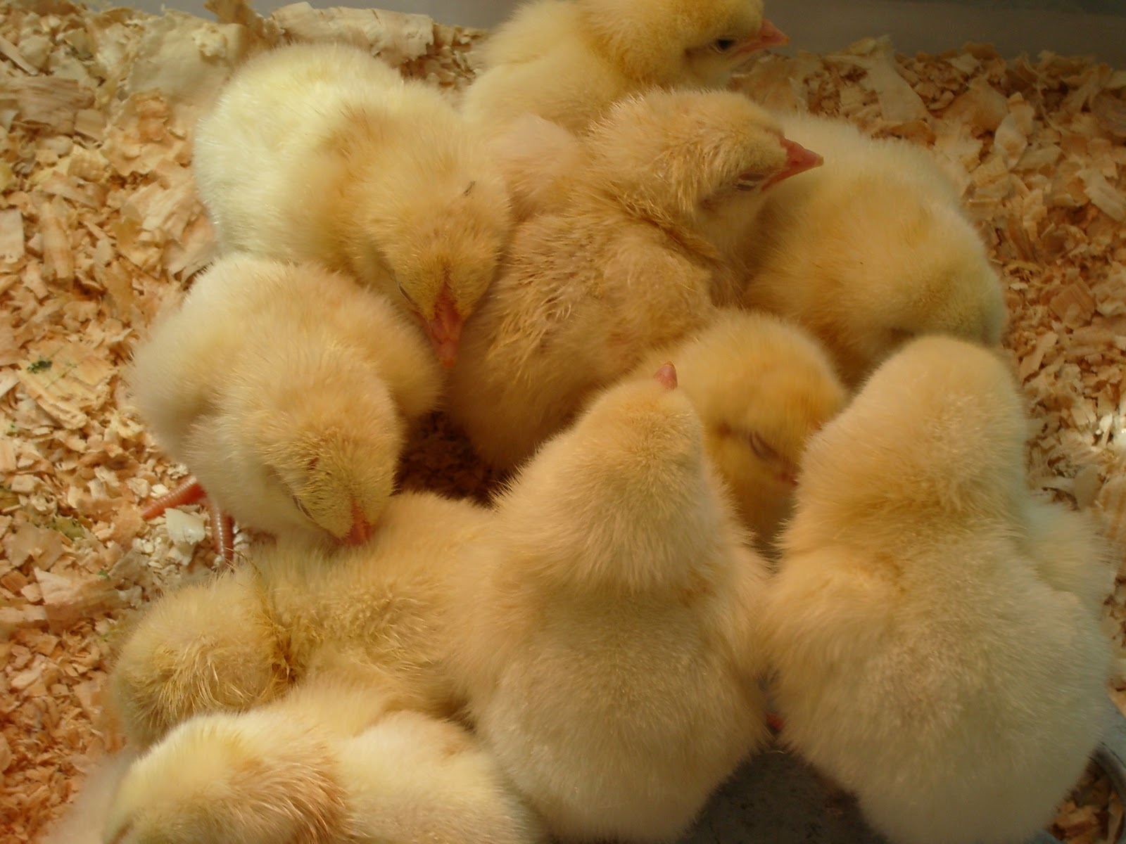 treasures from acorn hill everyday miracles.....