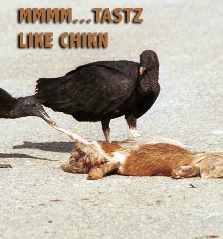 [vultures+eat+cat.jpg]