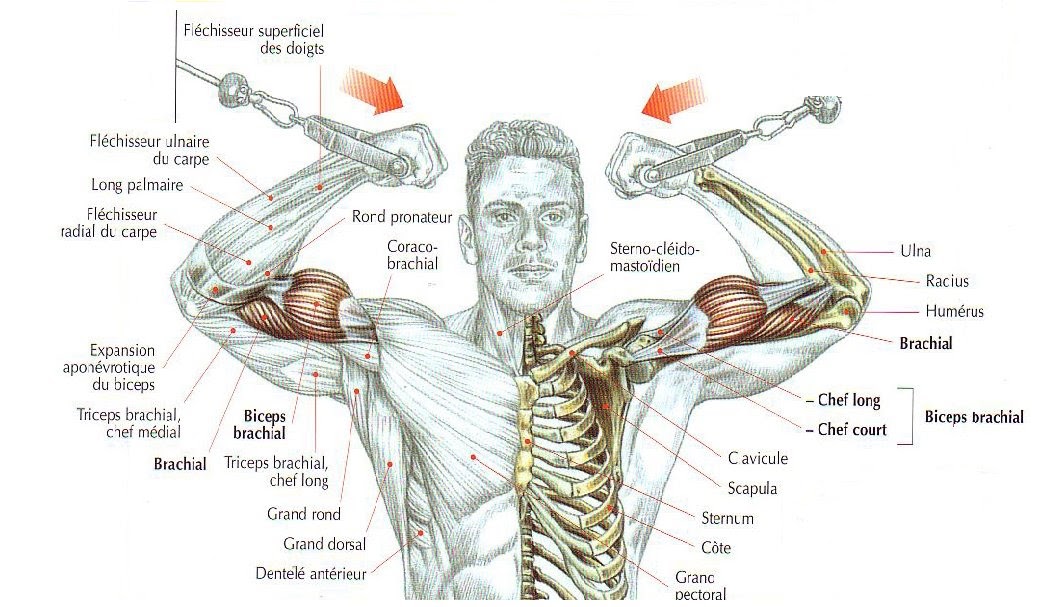 EXERCICE 5 DES BRAS Fitness