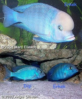 http okyanusakvaryum blogspot com 2008 09 gzel ve biraz yumuak mizal olduu iin html