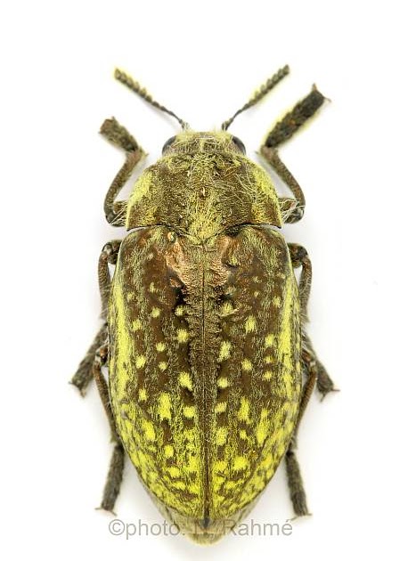 Rahmé Nikola bogaras napjai Julodis intricata Redtenbacher, 1843
