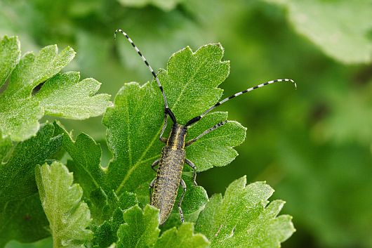Agapanthia villosoviridescens