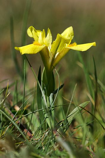 Iris arenaria