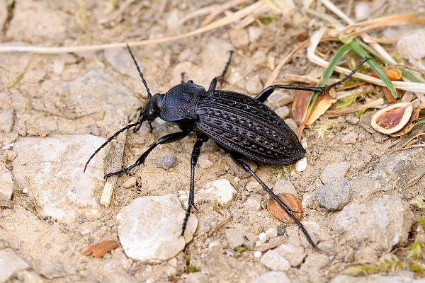 Carabus cancellatus