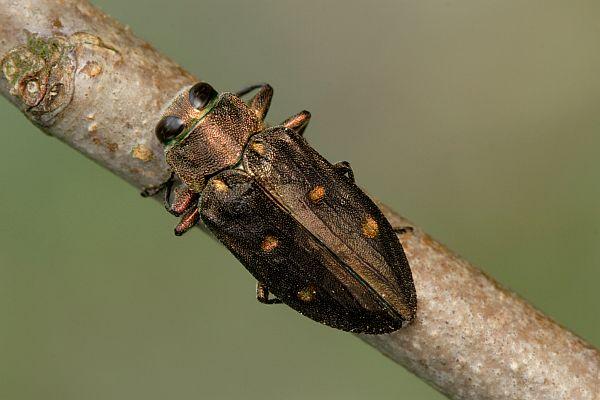 Chrysobothris