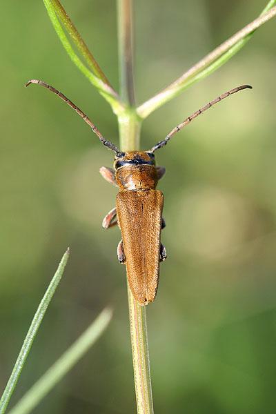 Musaria cephalotes