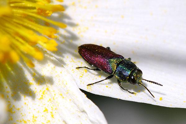 Anthaxia scutellaris
