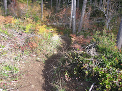 One of Mom's secret mtb trails!