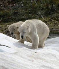 Wilbär & Ewa in Orsa