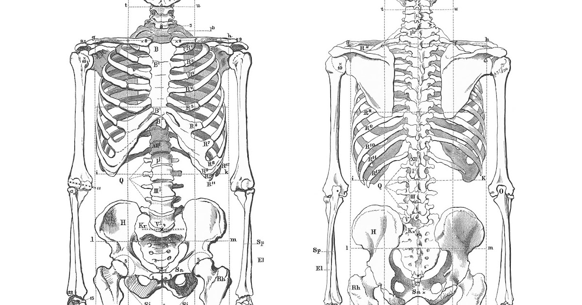 Every body in bed: Body intimates: About the body, anatomy