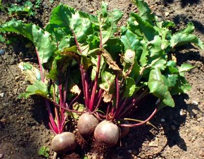 [Beetroot..JPG]