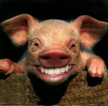 [cerdo+3.jpg]
