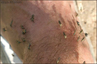 Mana, odu un citu mošķu nosēstā, kāja