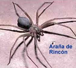 Arana Rincon