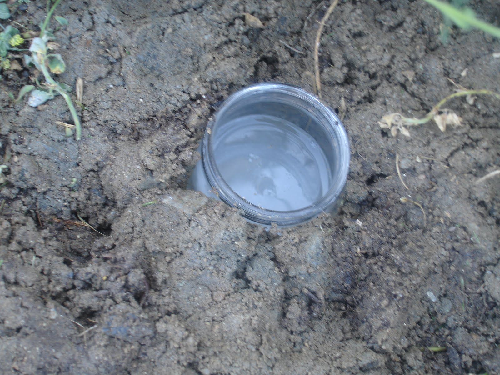 Melissa's Projects Snail Traps