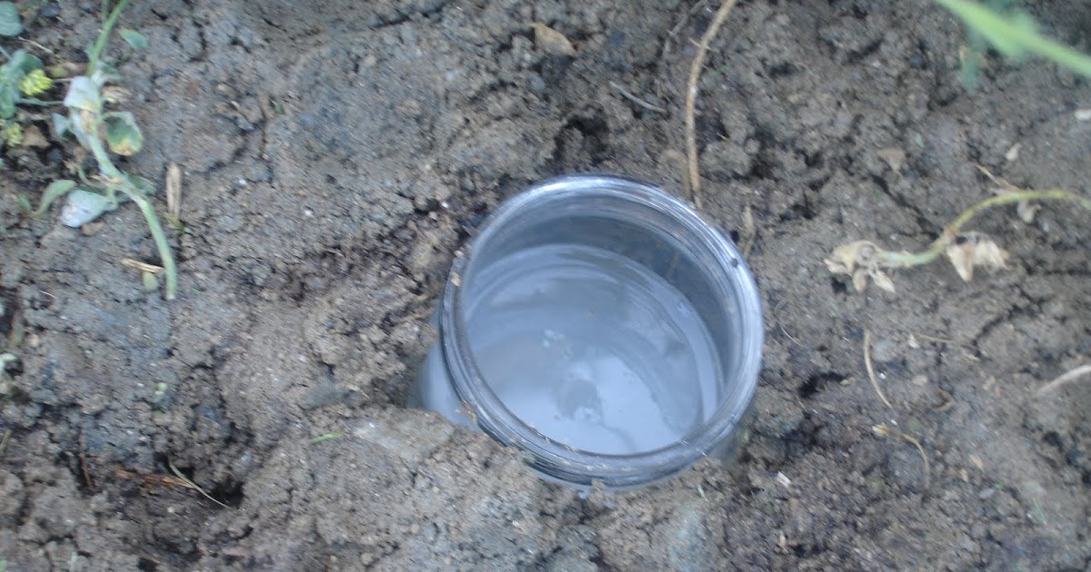 Melissa's Projects Snail Traps