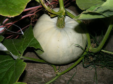 My white Pumpkin