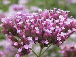 Lovely Verbena