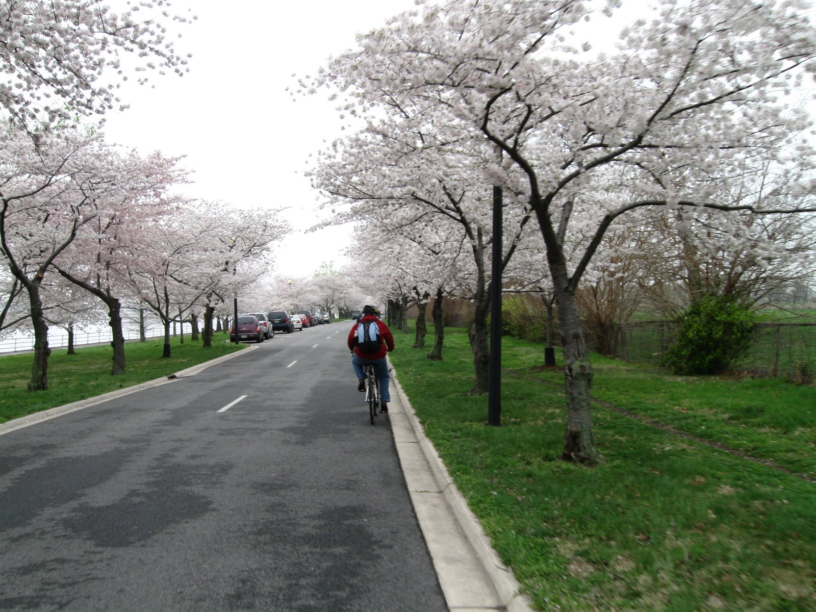 [bikerstrees.JPG]