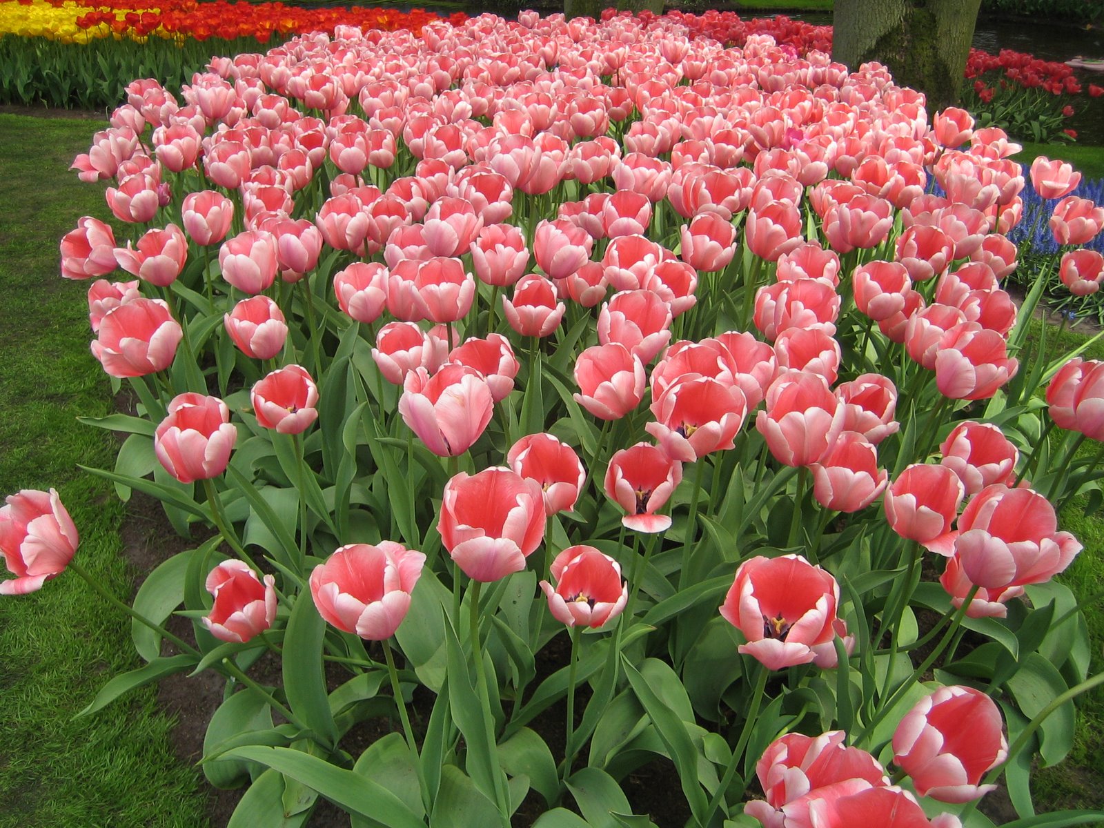 [keukenhoff+059.jpg]