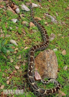 authorclub pets animals indian python authorclub blogger