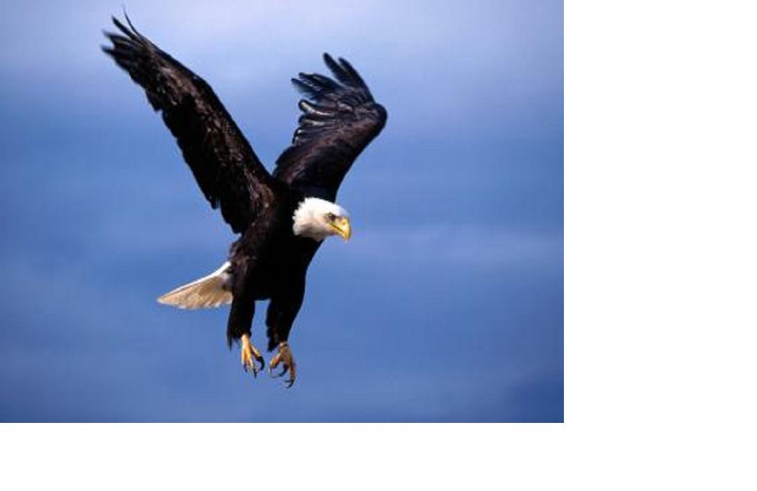 [eagle+3.JPG]