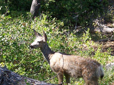 [deer.jpg]