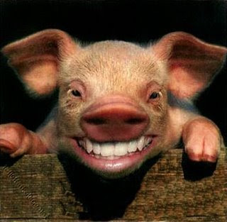 pig