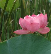 Kenilworth Aquatic Gardens lotus Kenilworth Aquatic Gardens