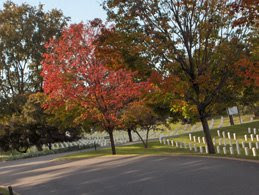 Porter Drive in Arlington National Cemetery ANC Fall Tree 3 Wonders of Arlington National Cemetery...