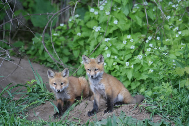 Little foxes