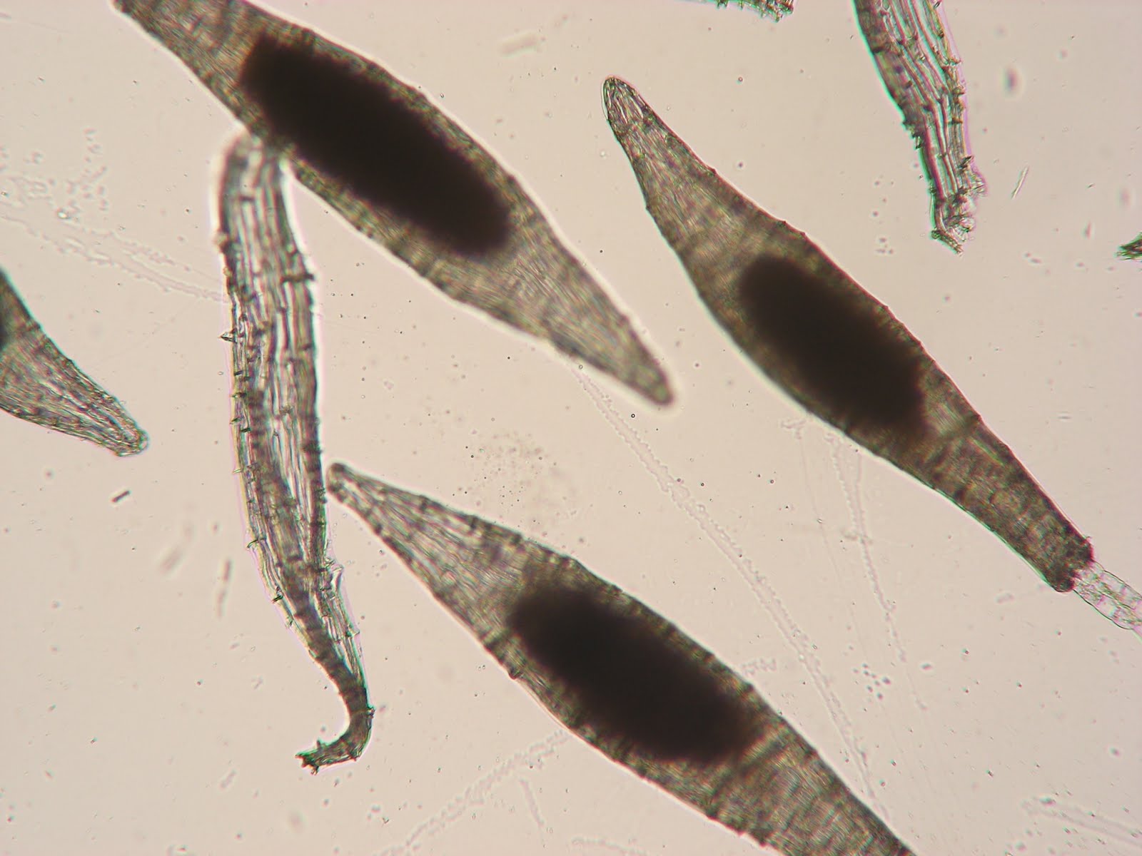 Image result for orquidea semilla microscopio