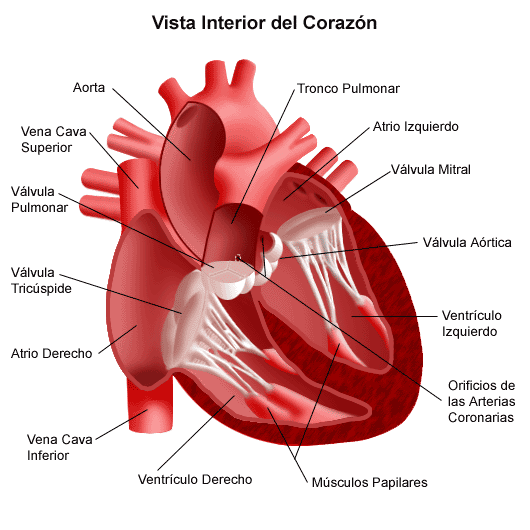 SISTEMA CARDIOVASCULAR
