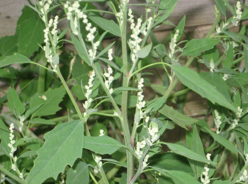 Wild Edible Plant of the Week Lamb's Quarter