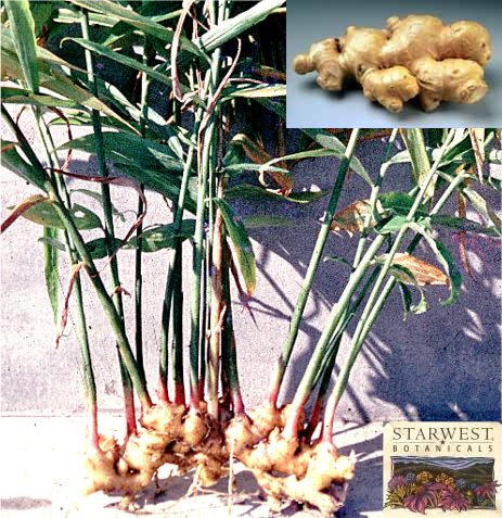 http://1.bp.blogspot.com/_Sbrai3EGdMs/TJCKHHEOR-I/AAAAAAAAEtQ/FC4YgFgI4Cc/s1600/Ginger_Root_Whole___Zingiber_Officinale__Gan_Jiang__.jpg