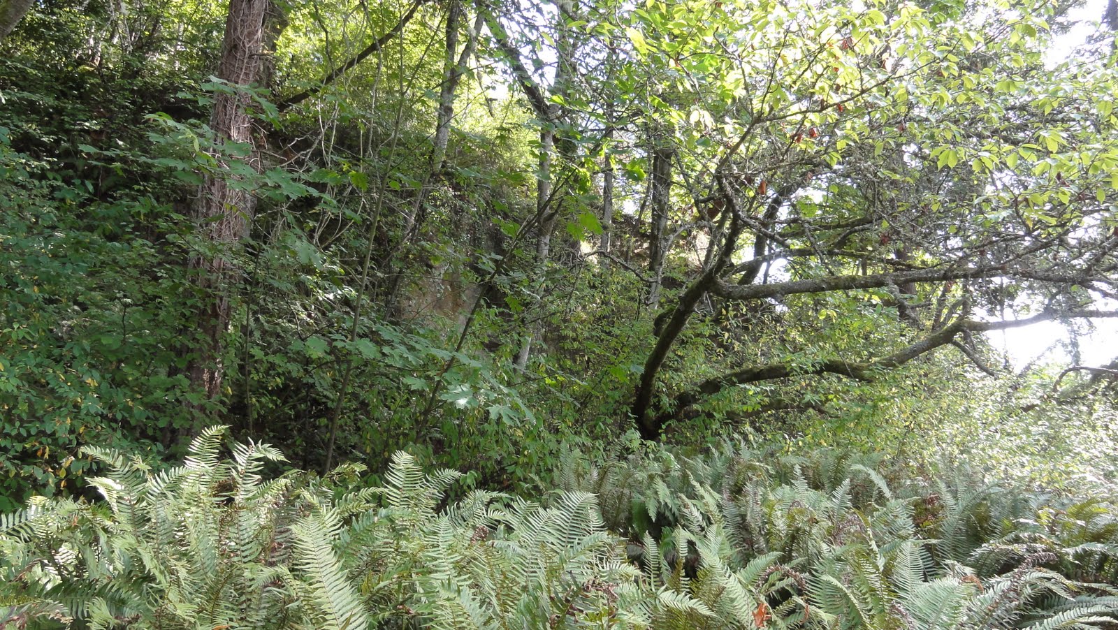 Image shows a short cliff behind a lot of sword ferns, young skinny trees, and other plant life.