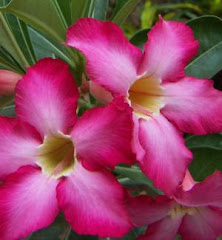 adenium