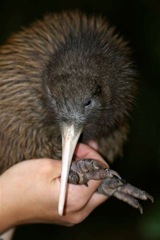 [Kiwi.JPG]