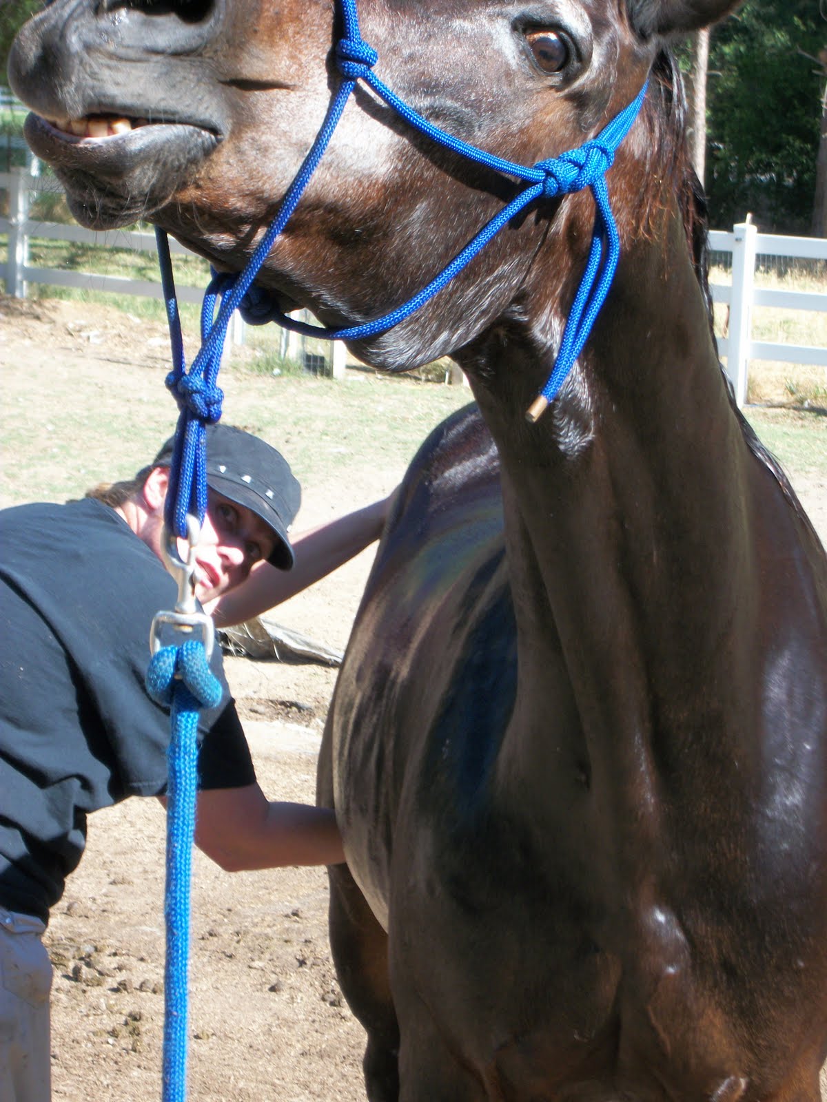 Spring Sheath Cleaning Hit