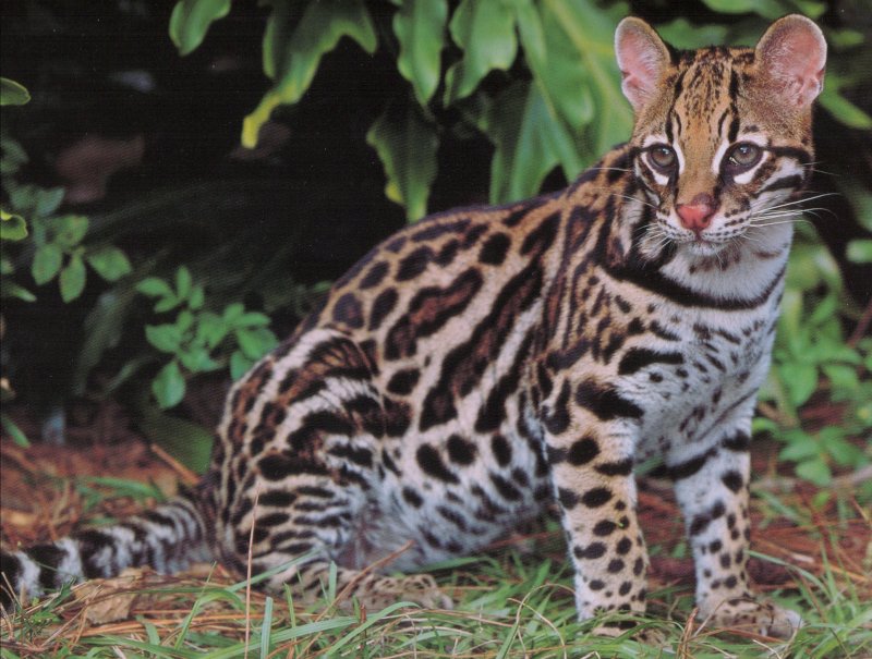[Ocelot]