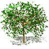 [tree1.gif]