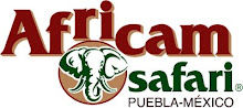 Africam