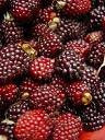 moras