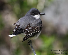 Eastern Kingbird