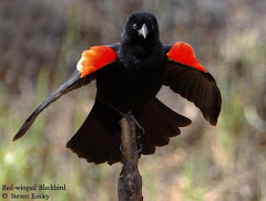 Red-winged Blackbird