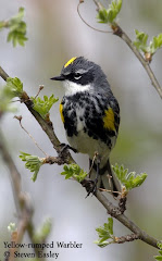 Yellow-rumped Warbler