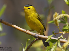 Wilson's Warbler